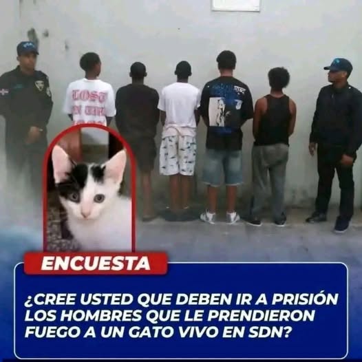 Cree que deben de ir a prisión las…ver mas